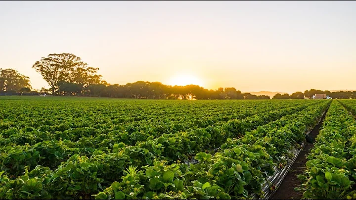 California Giant – Happiness Harvested – Retail Trade