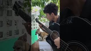 QUE ESTAS HACIENDO? #cover #perros #acordes #pesopluma #corridos #musica