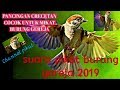 Suara Pikat Burung Gereja Ampuh Ribut Jernih Cocok Untuk Masteran Burung Aduan Apapun Mp3 - Mp4 Download