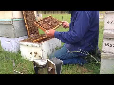 Beekeeping 101 - part 1 - YouTube