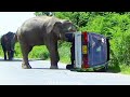 The heartwrenching fate of a van that was attack  by two wild elephants