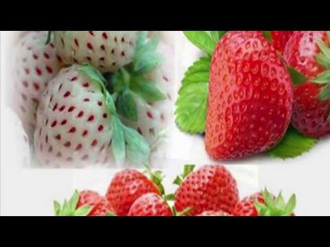 CÓMO SEMBRAR SEMILLAS DE FRESAS BLANCAS