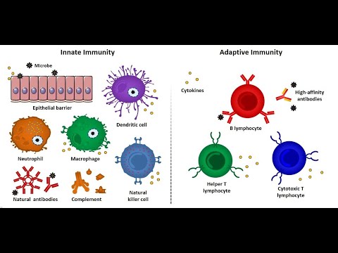L20: Innate and adaptive immunity (an introduction)