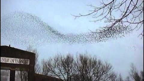 Spreeuwen zwermen vanaf Zeehaenkade boven Hoograven, Utrecht