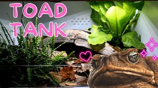 Building a Toad Terrarium! | bioactive toad enclosure perfect for American Toads, Cane Toads & more