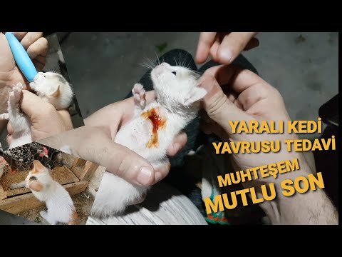 Video: Gözyaşı Olan Bir Yavru Kediye Yardım Etmek