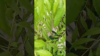 Sawan Ki Barish Me Nhaayi Nhaayi