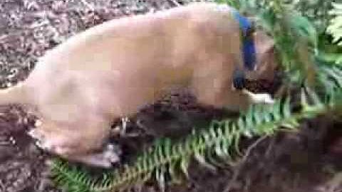 Boldog Nell 6.5 wks old digging/clicker work