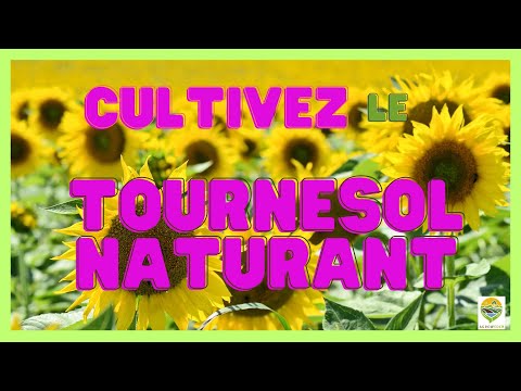 Vidéo: Compostage des coques de graines de tournesol : pouvez-vous composter des graines de tournesol ?