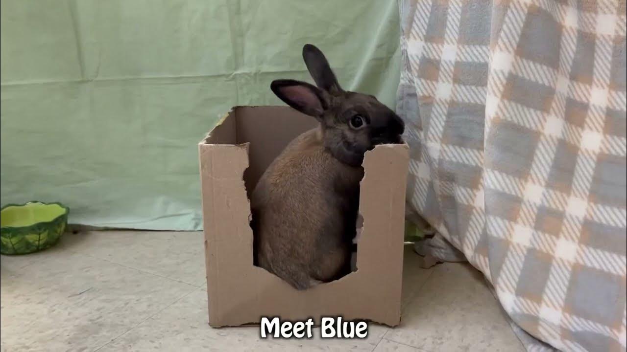 House Rabbit Network Adoptable Blue YouTube