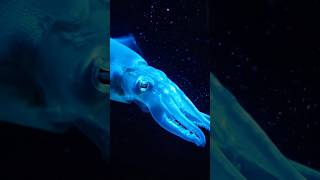 ghost of the ocean. #shortsfeed #asmr #sea #ocean #science