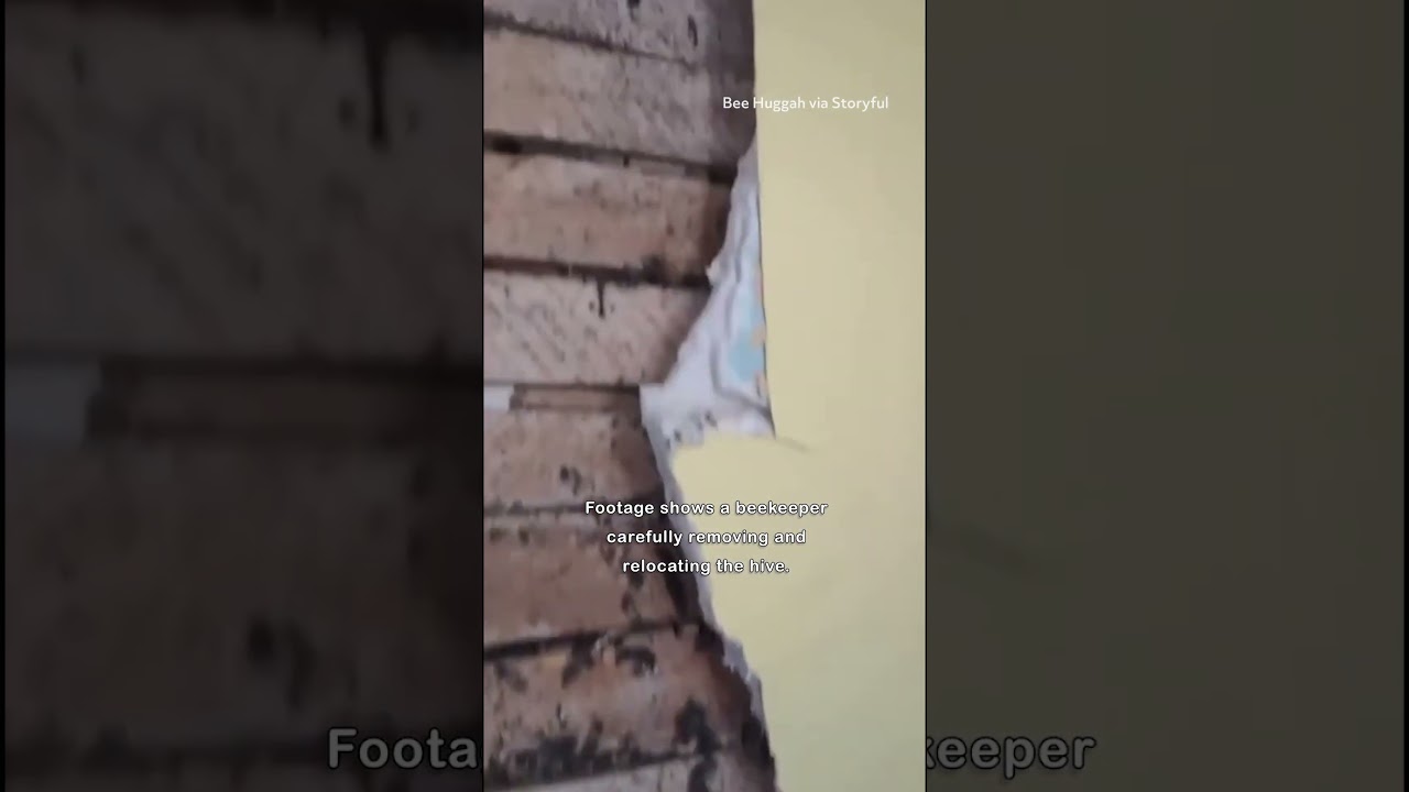 Thousands of Bees Discovered in Walls of Family's Farmhouse
