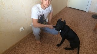 обучение собаки команде сидеть