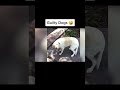 #dog #dogs #funny #funnyvideo #funnyvideos #shorts #funnyshorts #pets #animals #shortvideo