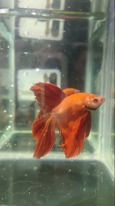 Cupang Super Red Halfmoon Male.