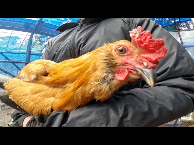 オス？メス？】あのニワトリの性別がついに判明しました！ - YouTube