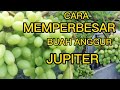 HOW TO ENLARGE JUPITER GRAPES