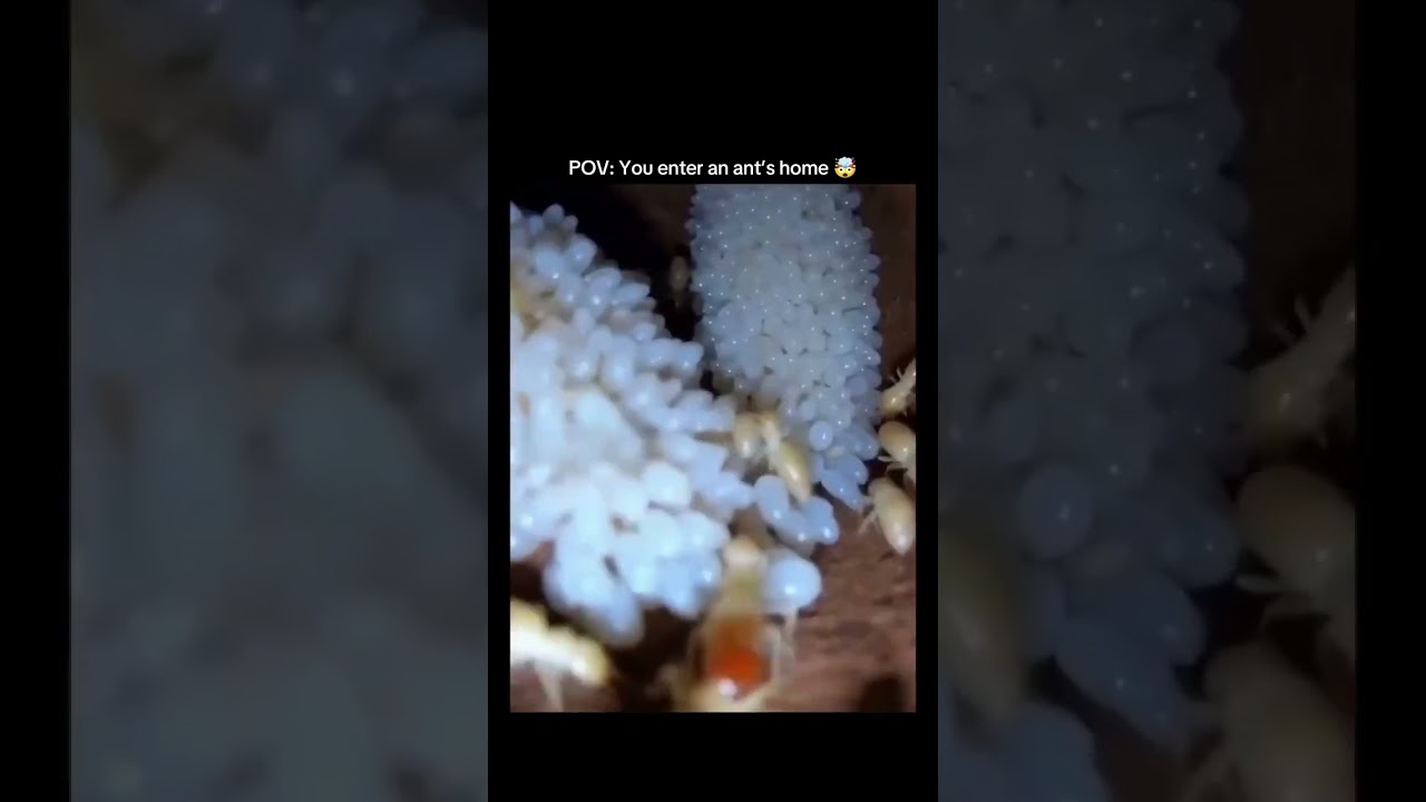 “POV: You Enter an Ant’s Home 🤯”