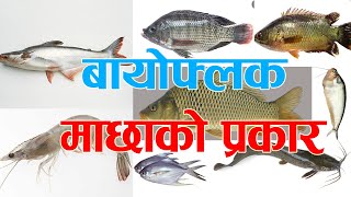 Suitable fish type for biofloc / बायोफ्लक प्रबीधीमा कस्तो प्रकारको माछा पाल्ने !