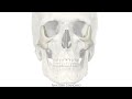 Anatomy Standard for Viscerocranium: Zygomatic Bones