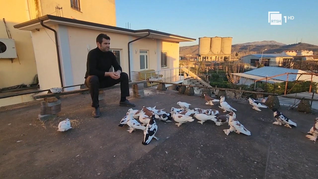 Lidhja shpirtërore me pëllumbat, familja e Paolo Kacerit  prej 70 vitesh rrit pëllumba | RTSH