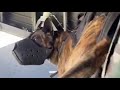 Airborne dog jumps from plane with special forces