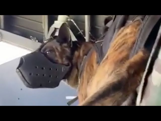 Airborne Dog Jumps From Plane With Special Forces class=