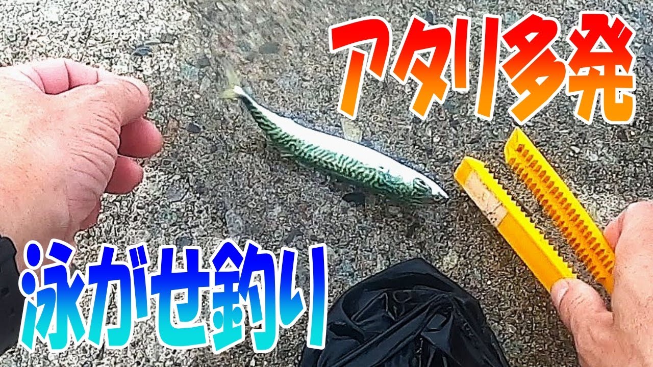 【泳がせ釣り】大量に捕獲した小サバをエサにしたらただの無間地獄でワロタｗ〈2024年7月中旬〉