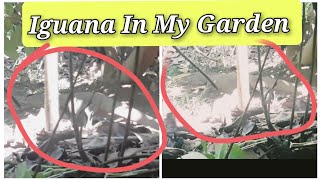 Giant Iguana Again In My Garden 😱 #nature #pets #iguana #dangerous #giant by Nini Nature Collection 🌶️ 54 views 2 weeks ago 4 minutes, 53 seconds