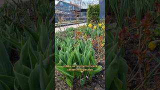 Луковичные в розарии в апреле. Видео о посадке есть на канале #сад #дача