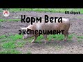 Миллион на свиньях.Корм Вега эксперимент.