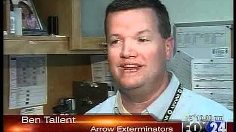 How To Get Rid of Carpenter Bees: Tips by Arrow Exterminators of Macon, GA