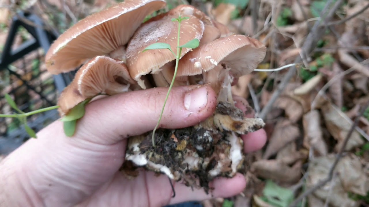 La ciupercarit dupa ghebe