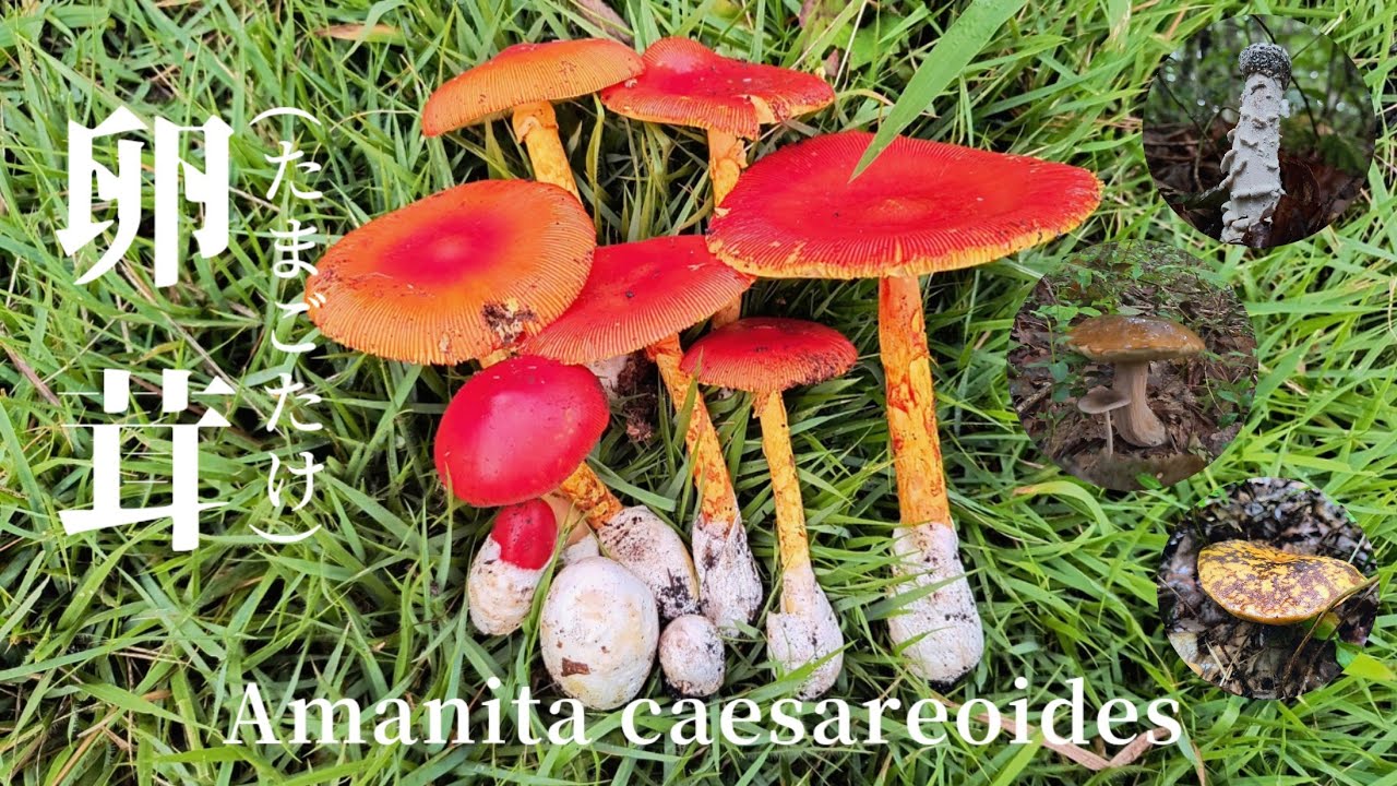 【タマゴタケ】個性的なキノコ大集合(タケリタケ、ヤマドリタケモドキ、ムラサキヤマドリタケ、スギタケモドキなど)