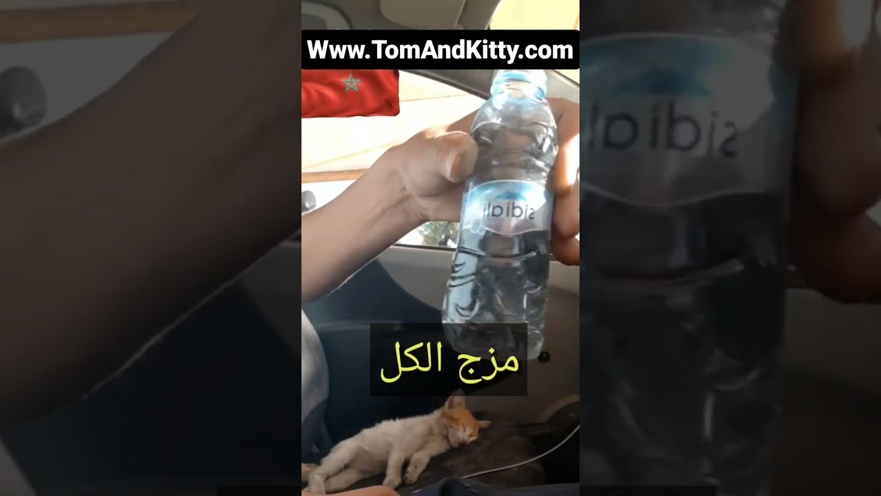 طريقة انقاذ القط او الكلب اللذي تناول السم ب سرعة