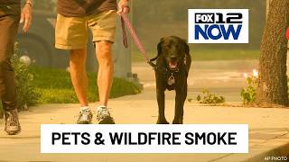 Protect your pets from wildfire smoke