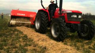 Cicoria 8747 Baling In Chile
