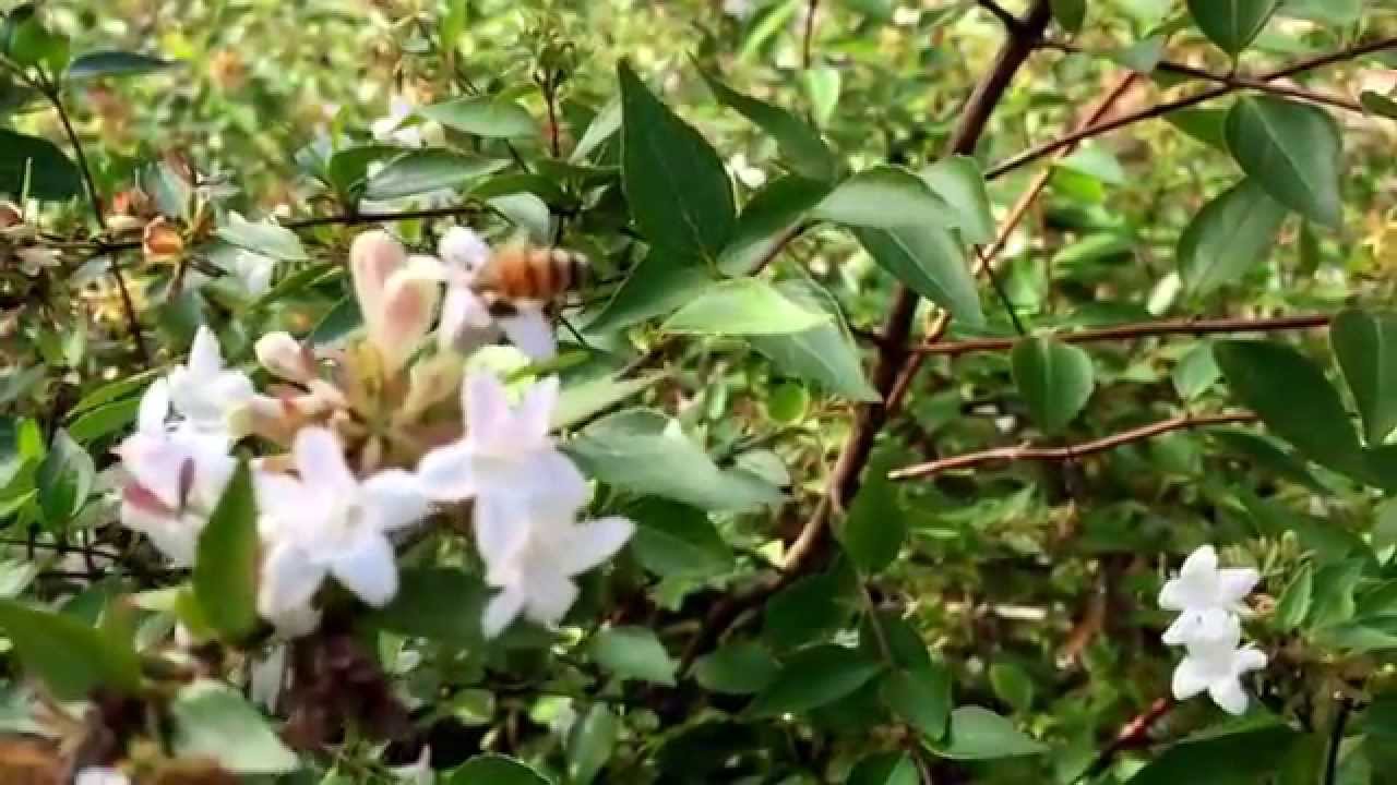 Honeybee collecting pollen