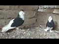 #кабутар #pigeons #kabootar  Асака кабутар бозор   Андижанские кабутар  сотилади +998937883340