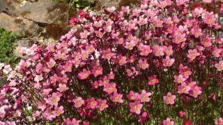 Flowers 1