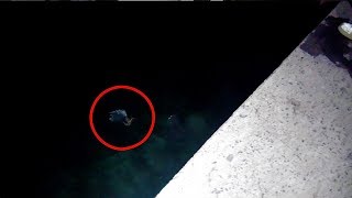 イカを狙ったはずが予想外の生物がかかった・・・
