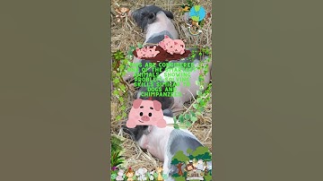 The Intelligence of Pigs | Surprising Skills and Problem-Solving Abilities! #minigenius #pigs