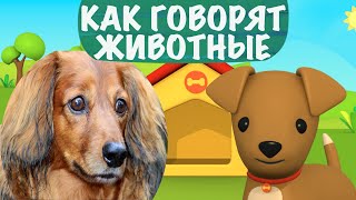 Учим животных 🙉 Как говорят животные Мультик Звуки животных для детей Играем в прятки КАКАДУ