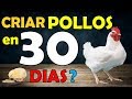 como criar POLLOS de engorde en 30 dias