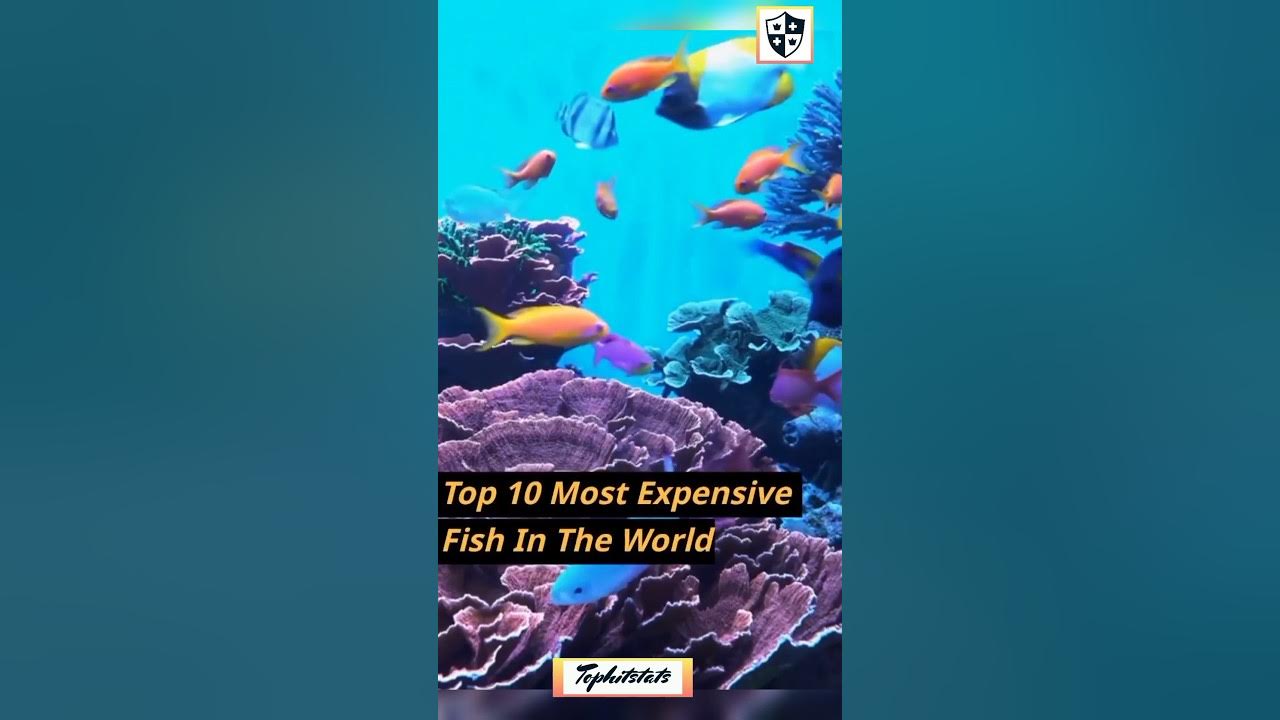top-10-most-expensive-fish-in-the-world-shorts-reels-youtube