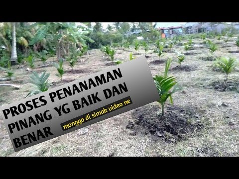 Video: Tanaman Pinang - Cara Menanam Tanaman Rumah Pinang