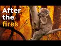 Koalas Extinct by 2050? | Australia's Wildfires Impact