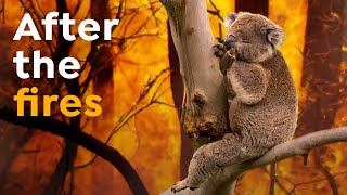 Koalas Extinct By 2050? Australias Wildfires Impact