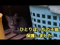 子猫を保護したらどんどん弱っていくので病院へ連れていくと予想外のことが起きてました・・