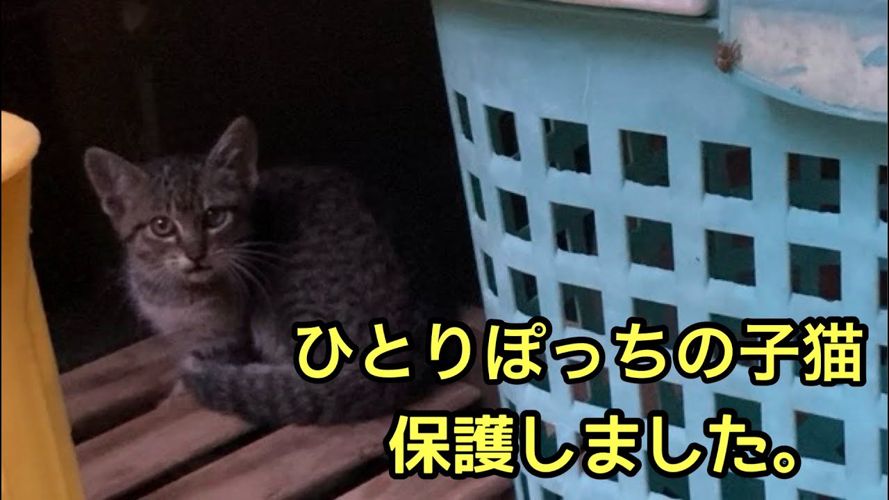子猫を保護したらどんどん弱っていくので病院へ連れていくと予想外のことが起きてました・・